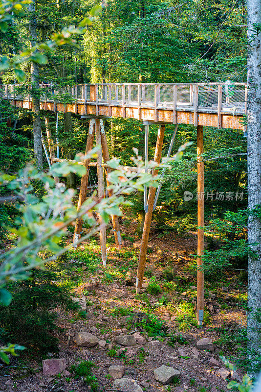 森林中的木桥