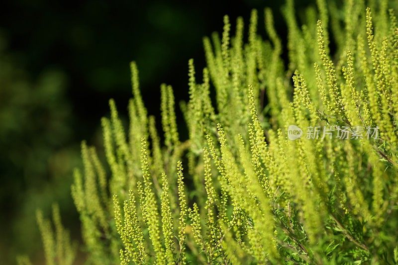 特别美味的食物artimisiifolia-Ragweed