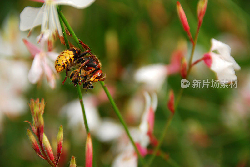 欧洲大黄蜂