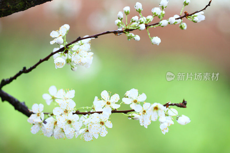 花朵特写