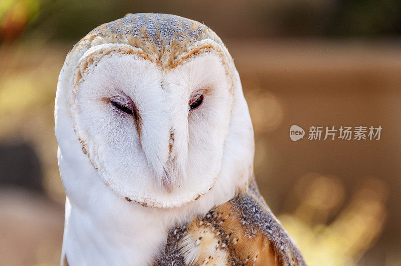 仓鸮特写镜头