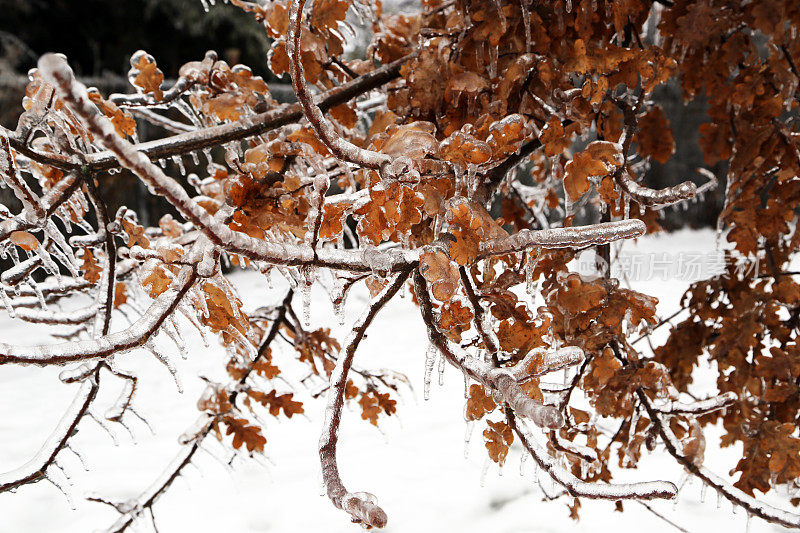 加拿大:被冰覆盖的树枝(2013年冰风暴)