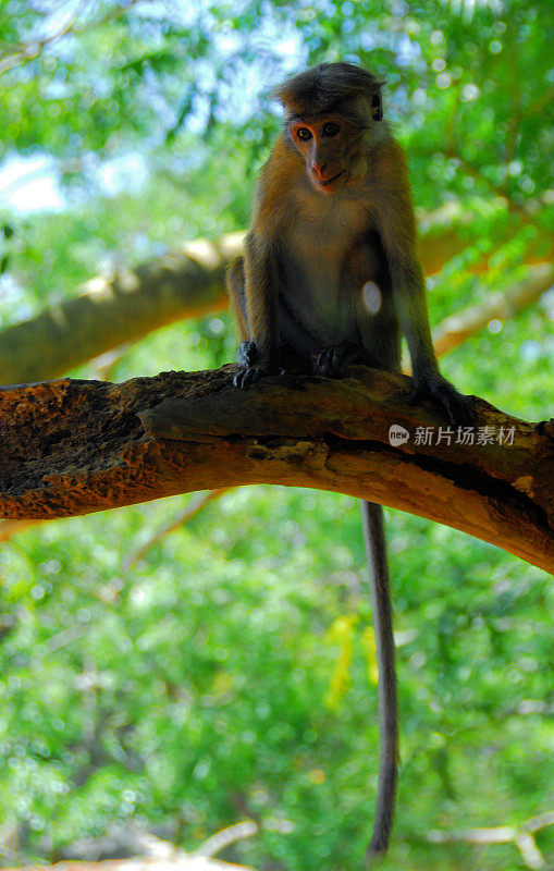 树上的托克猕猴——中国猕猴