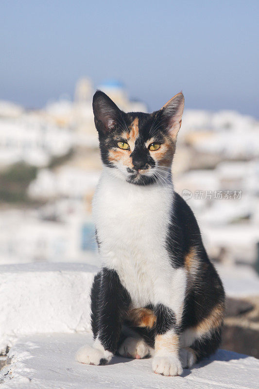 希腊圣托里尼岛的流浪猫