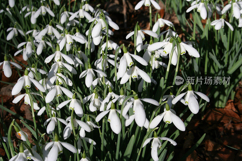 雪花莲