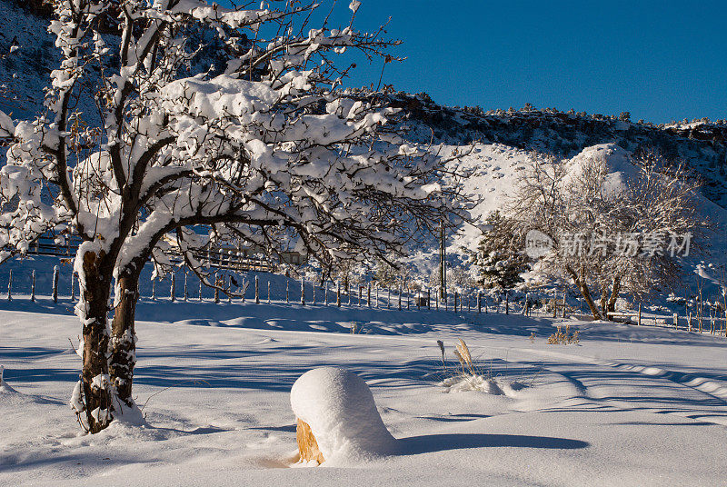 在我们的果园和红石罗克维尔犹他州降雪