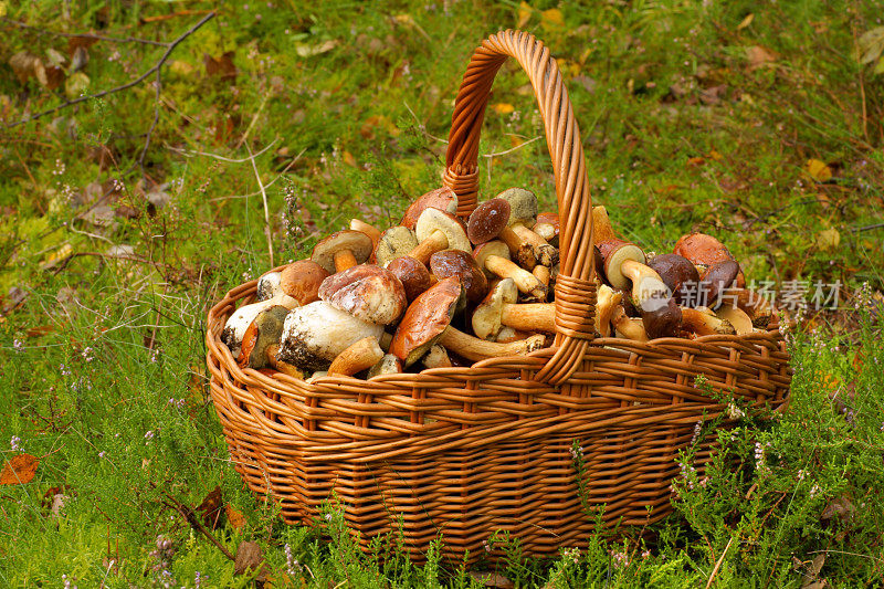 蘑菇冒出来，柳条篮子里装满了蘑菇