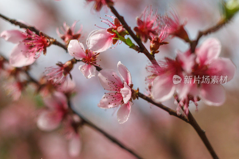 桃花