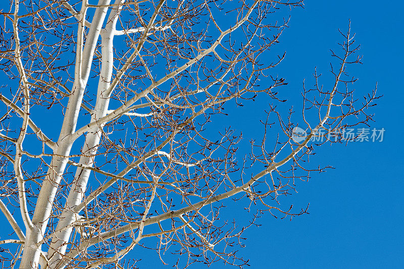 白杨树映衬着冬日蔚蓝的天空