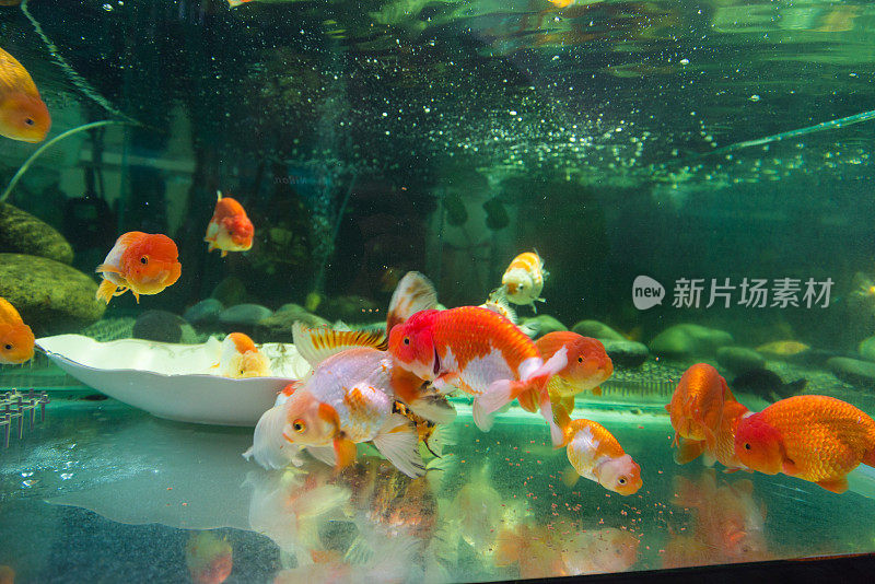 日本金鱼，食物散落在池底