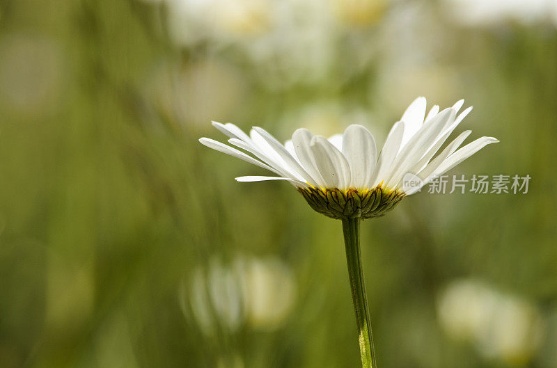 白色洋甘菊雏菊野花