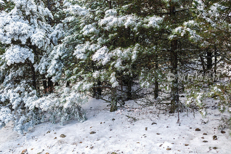 雪花落在树上