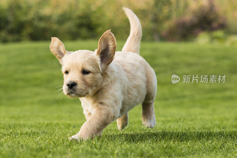 金毛猎犬小狗