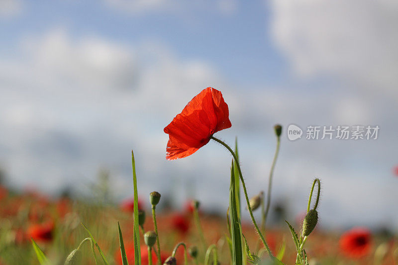 草地上的红色罂粟花