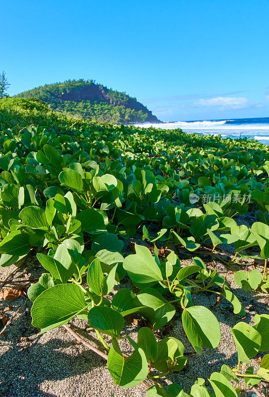 早安的格兰德·安斯海滩植物-留尼汪岛