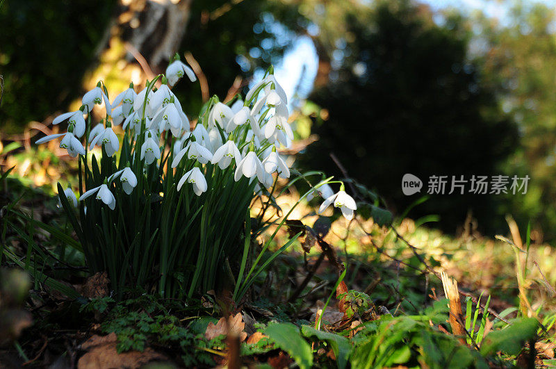 雪花莲(雪花属)