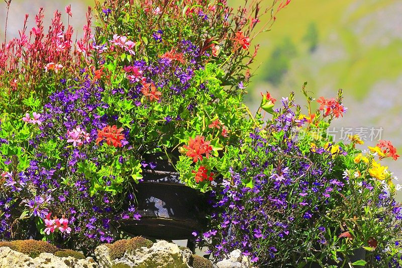 色彩鲜艳的花卉、园林植物和枝叶背景