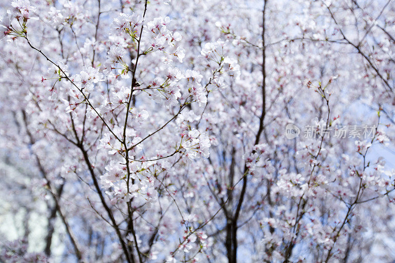 樱花