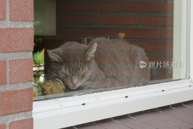 小猫在窗台上睡觉