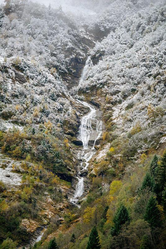 雪花落在树上