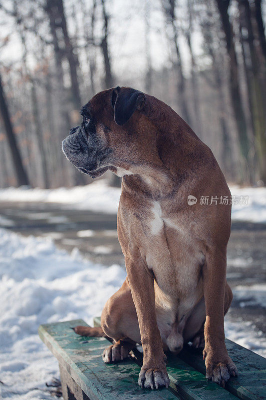 在白雪覆盖的公园里，一只拳师犬坐在长椅上。