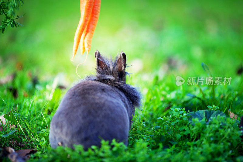 复活节兔子在草地上
