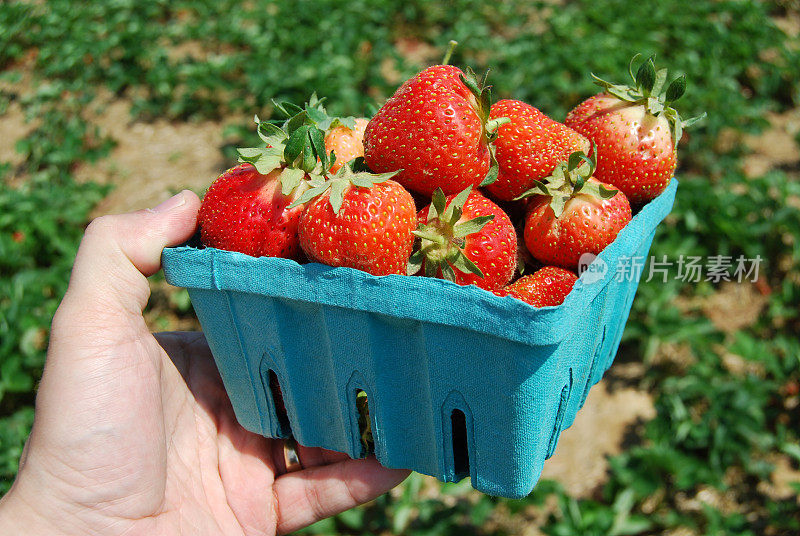 篮子草莓，摘草莓