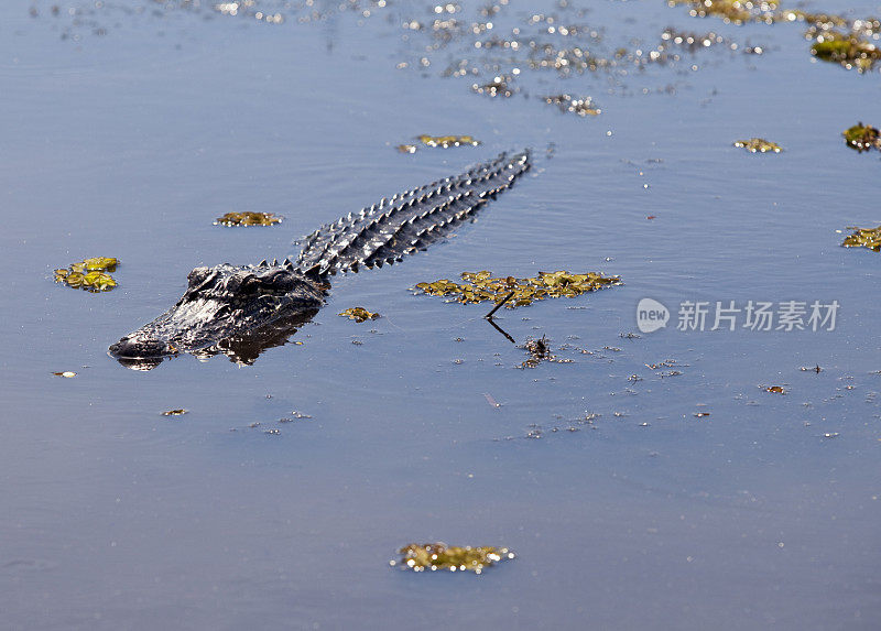 河口的鳄鱼