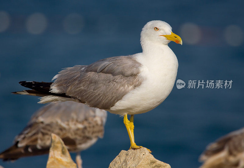 海鸥