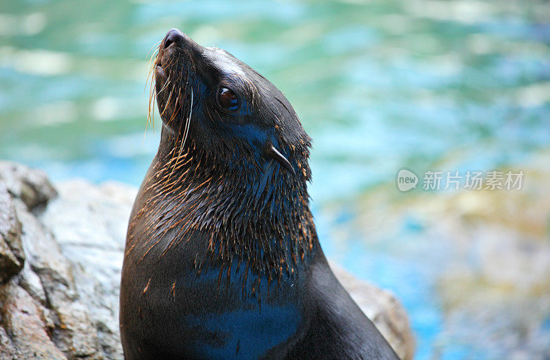 海狮