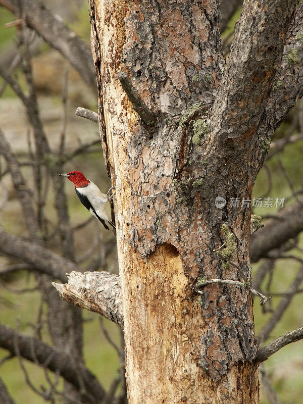 南达科他州红发啄木鸟巢