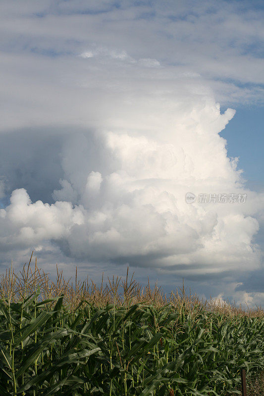 在玉米地上空接近雷雨云