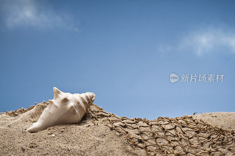 沙滩上的海螺壳和网