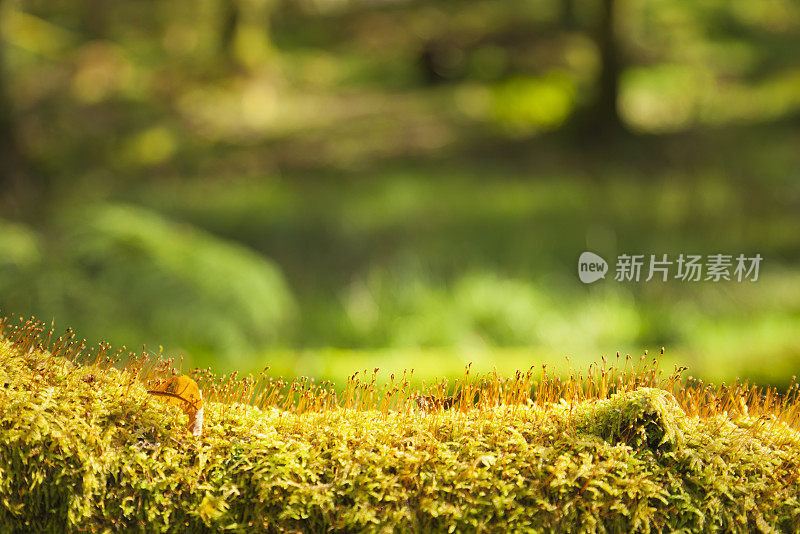 秋天森林里长满苔藓的原木