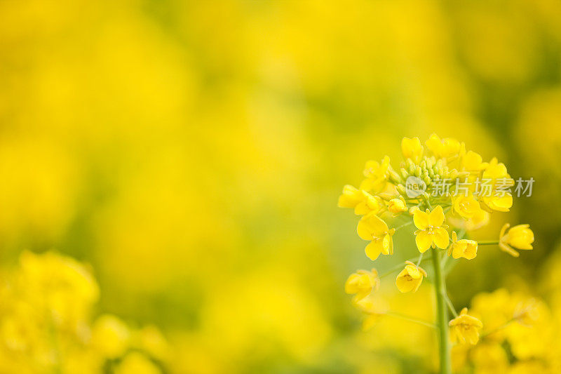 油菜花儿