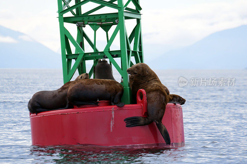 阿拉斯加奥克湾浮标上的海狮