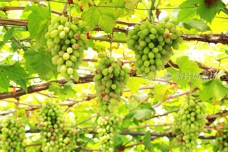 成熟的葡萄挂在藤上，新鲜的果实