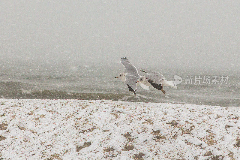 海鸥在雪中飞翔