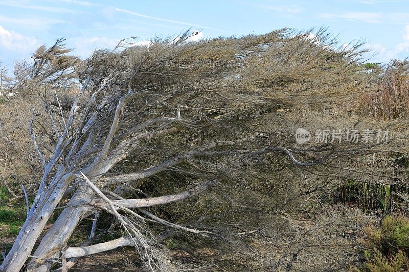 树被风吹弯了