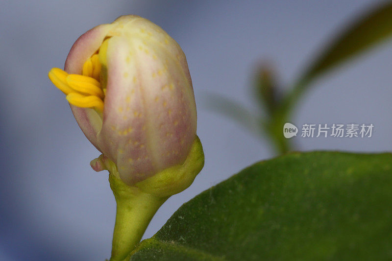 春芽在柠檬树宏