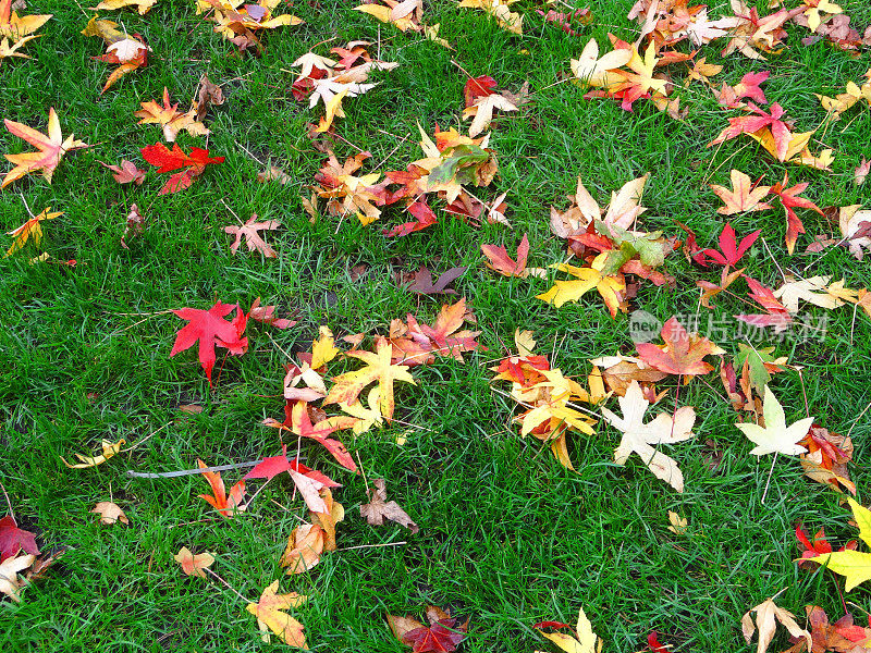 36、绿油油的花园草坪在秋天的小草，银色的枫叶在秋天的树叶