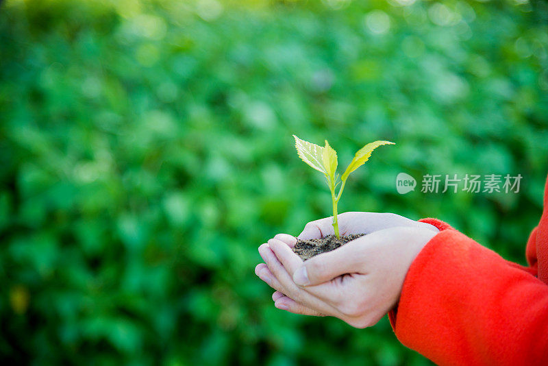 手中有小植物