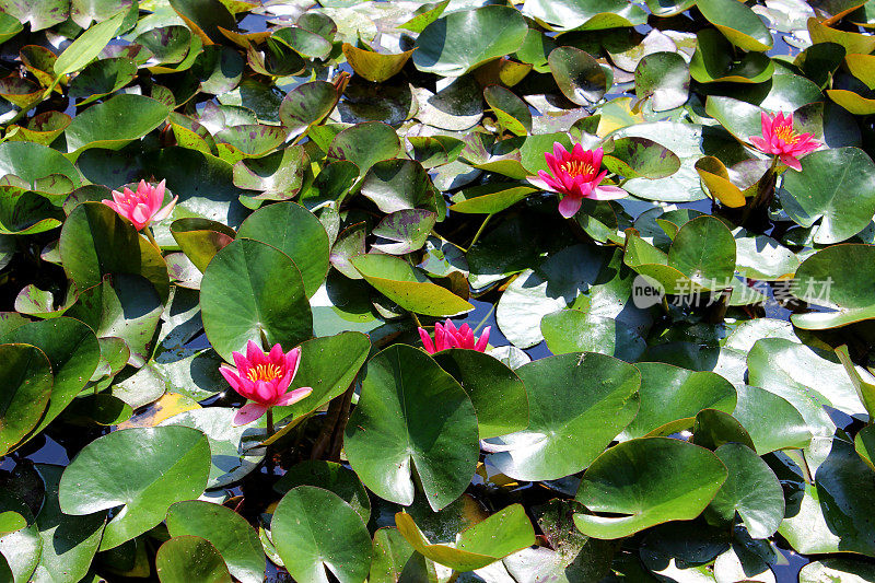 粉色的睡莲花，睡莲，花园池塘