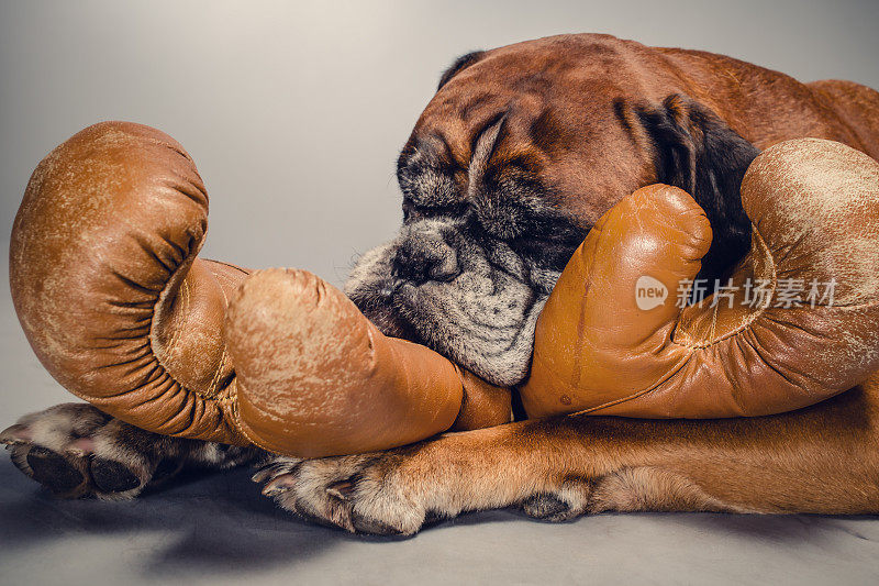 一只拳师犬用爪子抓着旧拳击手套。