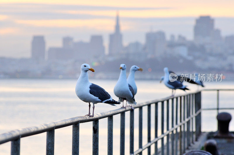 海鸥坐在旧金山码头的护栏上