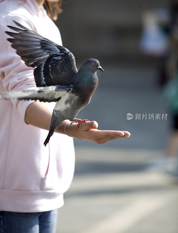 在威尼斯圣马克广场喂鸽子