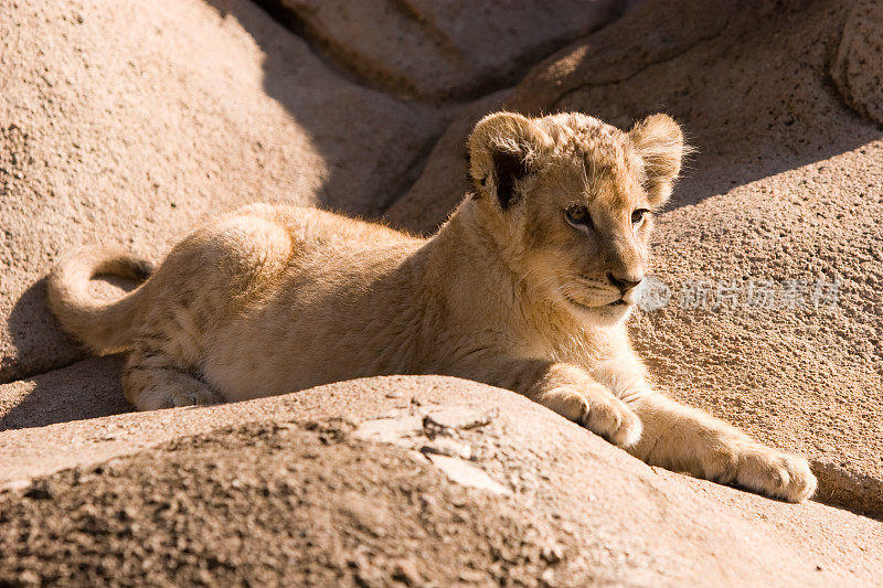 岩石上的狮子幼崽