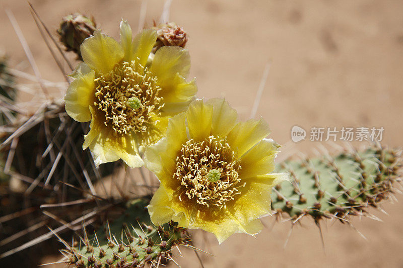 仙人掌花