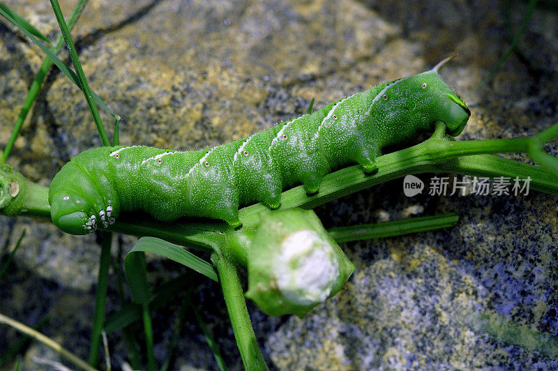 花园里的绿切虫