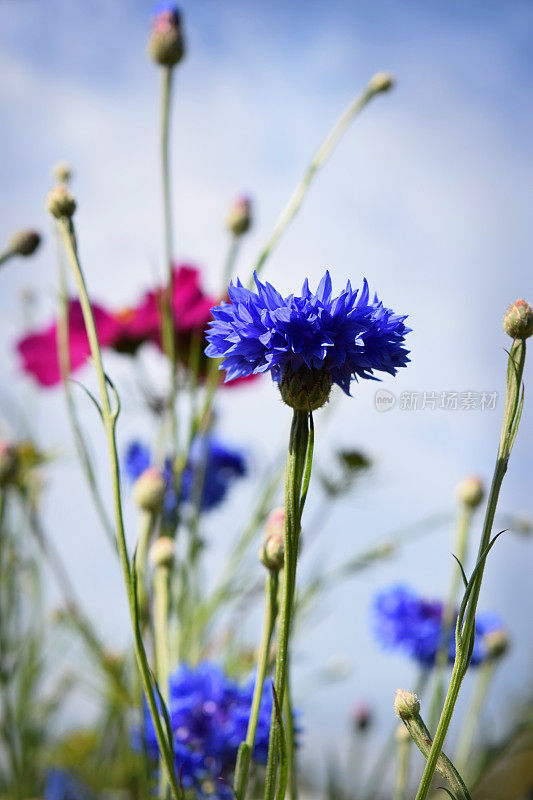 美丽的蓝粉矢车菊，宇宙野花风景自然花园